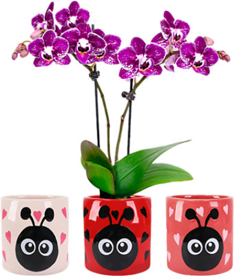 Orchid 2.5 Inch - Each - Image 1