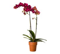 Orchid Phal - EA