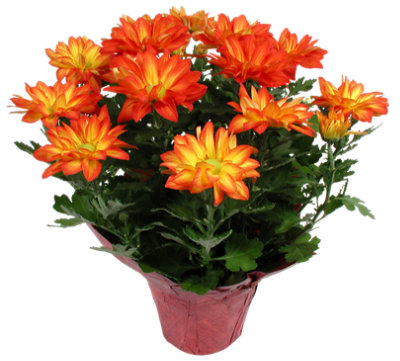 Mum Pelee 6 Inch - Each - Image 1