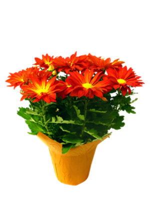Mum Pelee 6 Inch - Each - Image 1