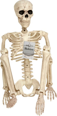Seasons Posable Skeleton 36 Inch - EA - Image 2