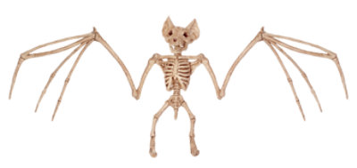 Sea Mini Skeleton Bat - EA - Image 1