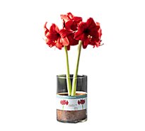 Debi Lilly Amaryllis In Glass - 6 IN