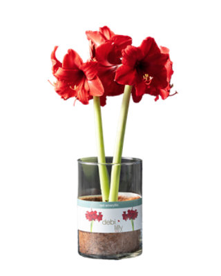 Overjoyed Boutique Amaryllis In Glass - 6 IN - Image 1