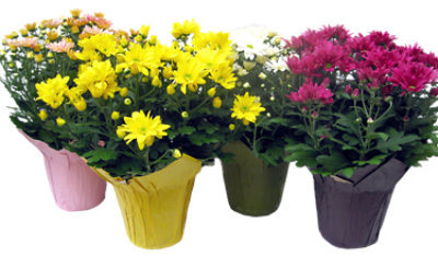 Mum Assorted 6 Inch - Each (Colors may vary) - Image 1