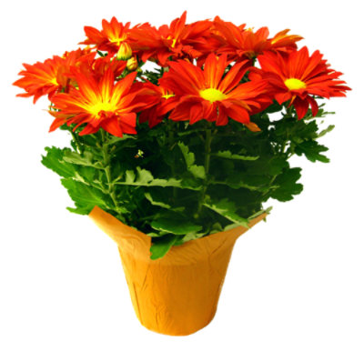 Mum Pelee 6 - EA - Image 1