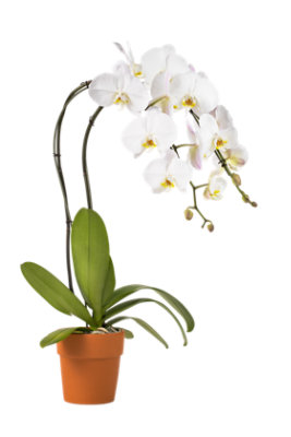 Overjoyed Boutique White Phalaenopsis In Clay Pot - 6 Inch - Image 1