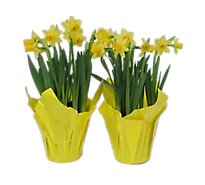 Mini Daffodil - 4 INCH
