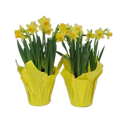 Mini Daffodil - 4 INCH - Image 1