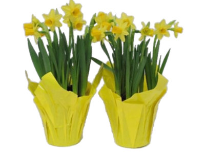 Mini Daffodil - 4 INCH - Image 1