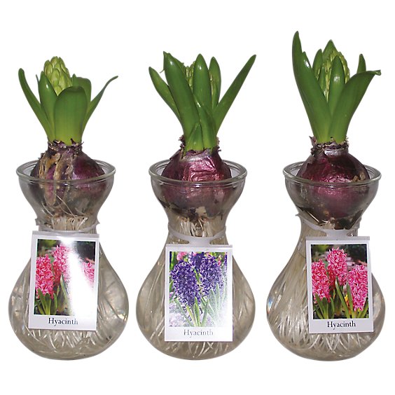 Sprouted Hyacinths In Glass Vase - EA