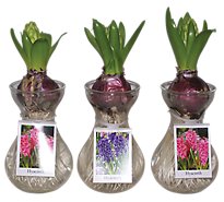 Sprouted Hyacinths In Glass Vase - EA
