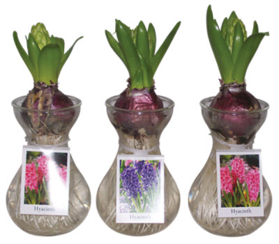 Sprouted Hyacinths In Glass Vase - EA - Image 1