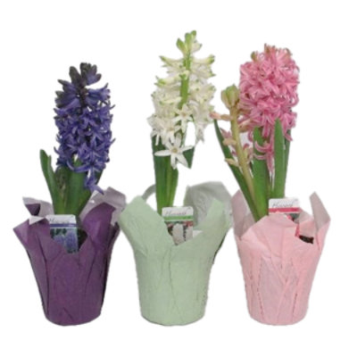 Hyacinth - 4 INCH - Image 1