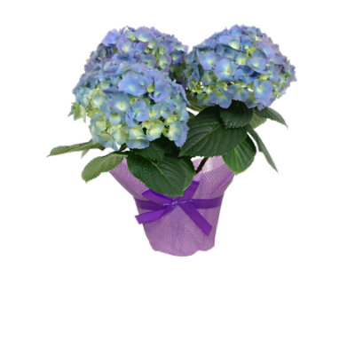 Gl Hyrdrangea 4 In - EA - Image 1