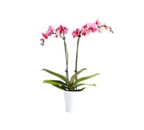 Orchid Colorfuze Astd - EA