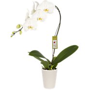 Orchid In Seasonal Ceramic 5in - 1.7 QT