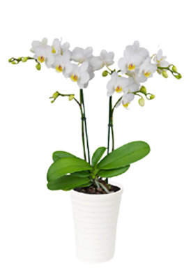 Blooming 4 In Mini Orchid - EA - Image 1