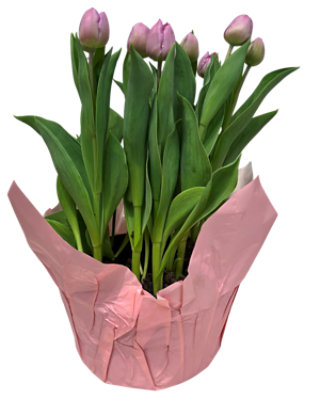Tulip 8 Inch - Each - Image 1