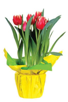 Tulip 8 In - 8 IN - Image 1