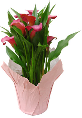 Calla Lilly 6 Inch - Each - Image 1