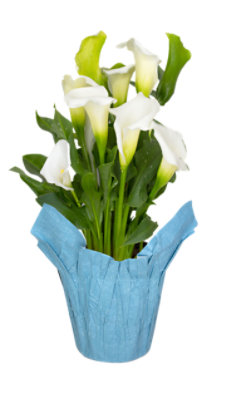 Calla Lilly - 6 IN - Image 1