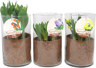 Overjoyed Boutique Bulbs In Glass 6 inch - Each - Image 1