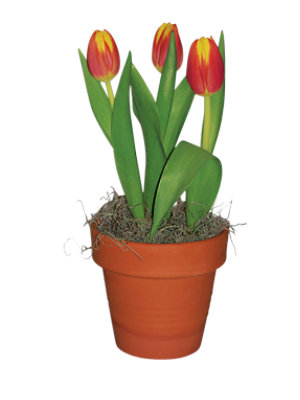 Tulip In Clay - EA - Image 1