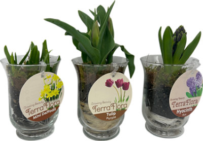 Bulbs Assorted In Glass - Each - Image 1