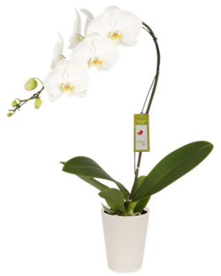 Overjoyed Boutique Orchid Grande White 5 Inch - Each - Image 1