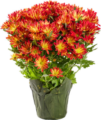 Mum Pelee  6.5 Inch - Each - Image 1