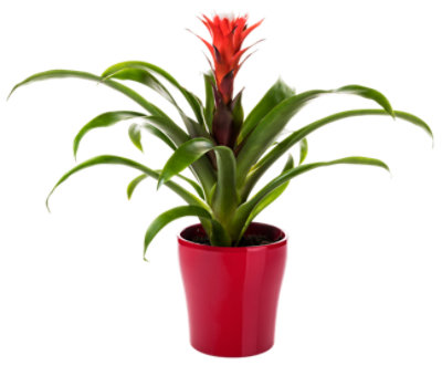 Bromeliad Assorted 6 Inch - Each - Image 1