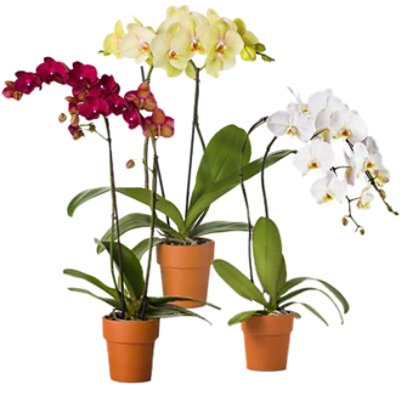 Overjoyed Boutique Phalaenipsis Orchid Decorated - 5 Inch - Image 1