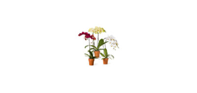 Debi Lilly Orchid Phalaenipsis Decorated 5 Inch - Each (colors may vary) - Image 1