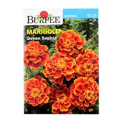 Marigold French Queen Sophia - EA - Image 1