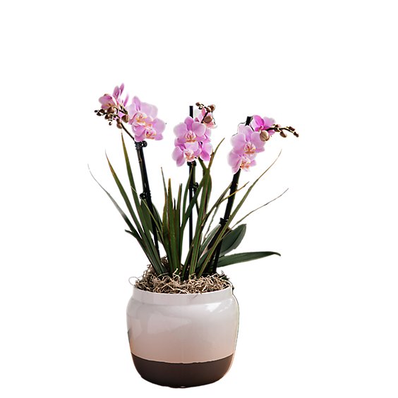 Orchid Garden Modern - EA