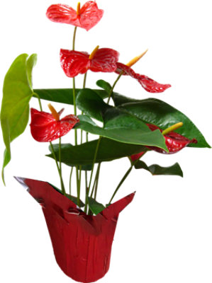 Anthurium 6 Inch- Each - Image 1