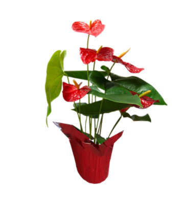 Anthurium - 6 INCH - Image 1