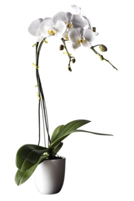 Phaelenoposis Orchid In Ceramic - 5 IN - Image 1