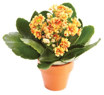Kalanchoe Decorated - 4 INCH - Image 1