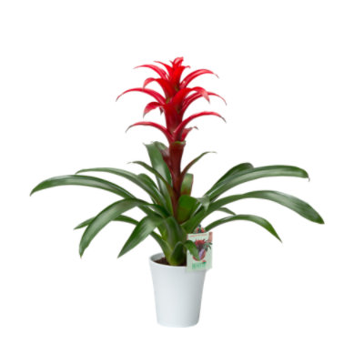 Bromeliad In Color Ceramic Pot - 4 IN - Image 1