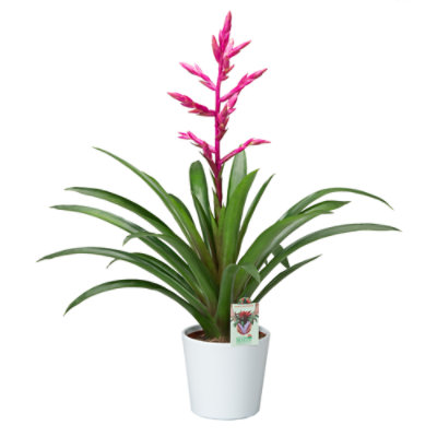 Bromeliad Decorated - 6 INCH - Image 1