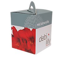 Debi Lilly Amaryllis Bulb Kit - 6 IN