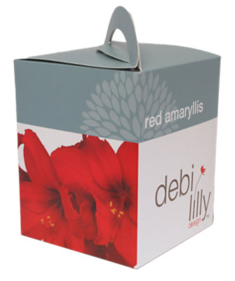 Debi Lilly Amaryllis Bulb Kit - 6 IN - Image 1