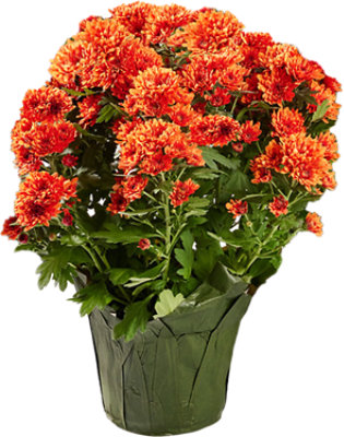 Mum Bronze 6.5 Inch - Each - Image 1