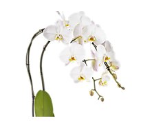 Debi Lilly Orchid Collection - EA