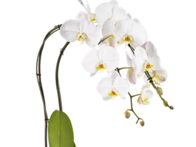 Debi Lilly Orchid Collection - EA
