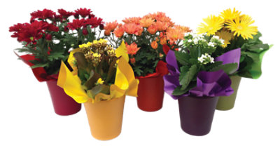 Overjoyed Boutique Assortment Blooming - Each - Image 1