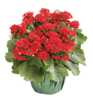Kalanchoe Decorated - 6 INCH - Image 1