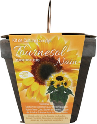 Sunflower Dwarf Kit - EA - Image 4